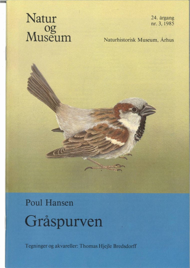 Gråspurven